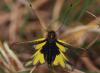 Libelloides coccajus